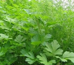 Теплица для зелени и клубники