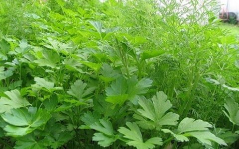 Теплица для зелени и клубники