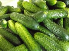 Огурцы на открытом грунте