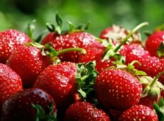 Особенности выращивания клубники