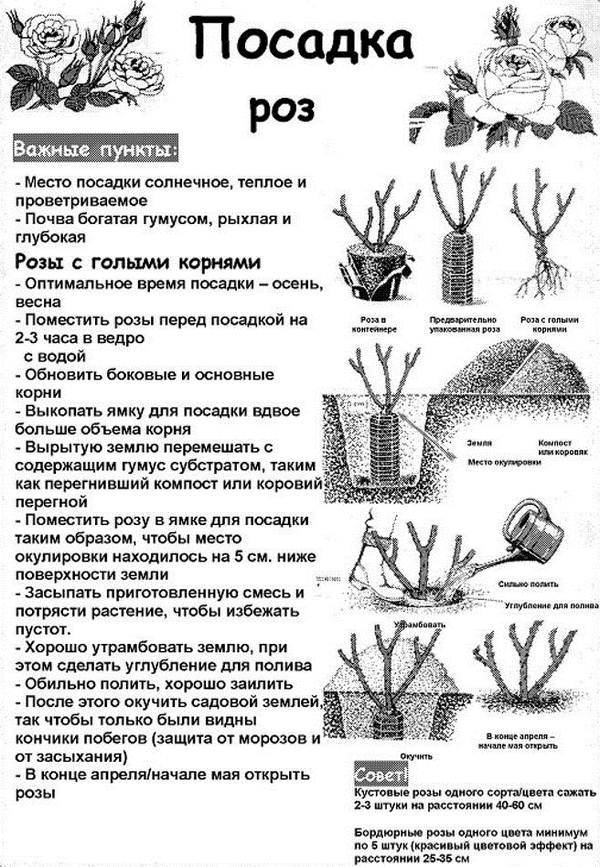 Правила посадки роз
