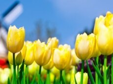 Рекомендации и советы по выращиванию тюльпанов в теплице