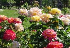 Методика ухода за тепличными розами