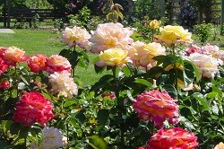 Методика ухода за тепличными розами