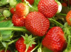 Уход за клубникой и ее выращивание