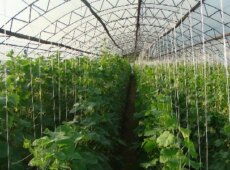 Тепличное хозяйство как вариант для бизнеса