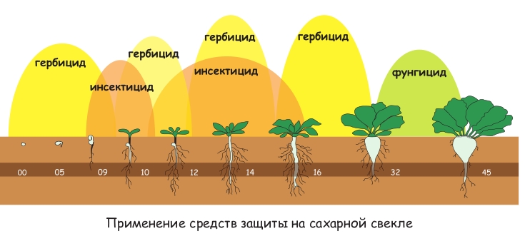 Схема влияния средств защиты на рост свеклы