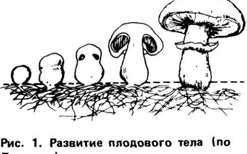 Как вырастить шампиньоны на грядках