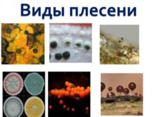 Проблемы выращивания сельскохозяйственных культур