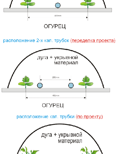 Какая температура является оптимальной для выращивания огурцов?