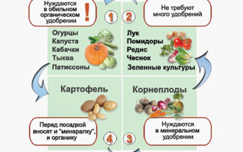 Что можно и нельзя посадить рядом с огурцами