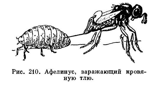 Афелинус-враг тли