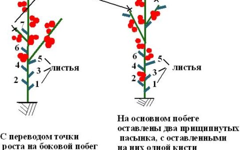 Как вырастить томаты в теплице?