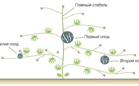 Выращивание бахчевых культур в центральных районах России