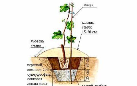 Какую технологию выбрать для выращивания винограда