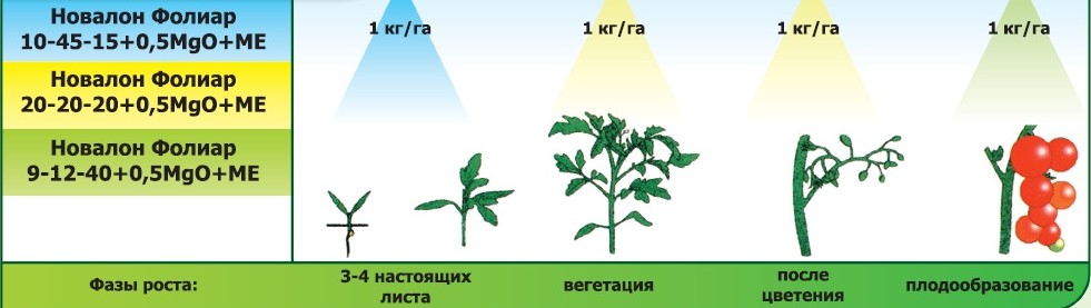 Пример удобрения томатов подкормкой "Фолиар"