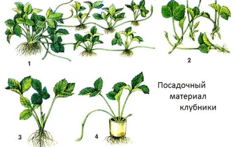 Лучшие сорта клубники для получения круглогодичных урожаев