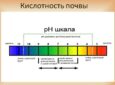 Почему земля в теплице сильно позеленела?