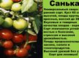 Правила выращивания помидоров сорта Санька