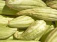 Технология выращивания армянского огурца