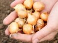 Процесс выращивания лука репки из севка