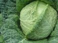 Выращивание и оберегание от растрескивания капусты сорта Слава