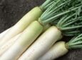 Выращивание вкусного редиса дайкон