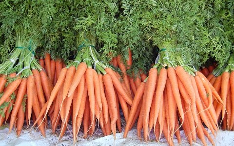 Как осуществляется посадка моркови в гранулах
