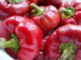 Болгарский перец Ратунда: выращивание овощной культуры