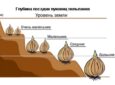 Основные приемы агротехники выращивания тюльпанов